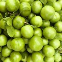 گوجه سبز ارگانیک خوردن و لواشکی