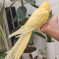 عروس هلندی رام و سخنگو