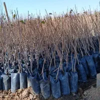 نهال پسته ومیوه