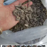 تخمه آفتابگردان کدو دوتن  اس400 ایرانی475 خارجی