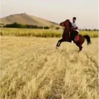 اسب|اسب و تجهیزات اسب‌سواری|شوط, |دیوار