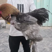 مرغ و خروس برهما بلو