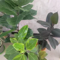 پک 4 تایی بلک، لیراتا، آلتیسیما، ببری فقط 850