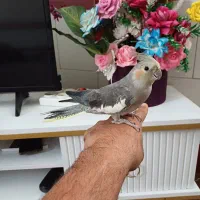 عروس  هلندی