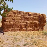 کاه گندم امسالی