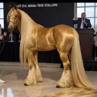 rider اسب