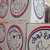 بنکداری تخم مرغ پخش عمده طلایی