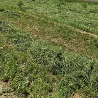 فروش یونجه
