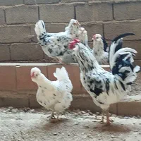 جوجه گلین لری خال سوزنی وطوس