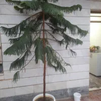 کاج طبقاتی زیبا