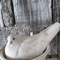کفتر جفت سفید