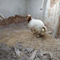 بره|حیوانات مزرعه|سراب باغ, |دیوار
