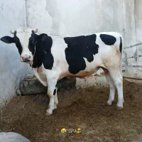 گوساله نر مناسب نذری