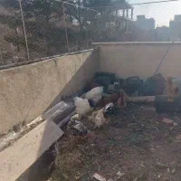 مرغ خروس