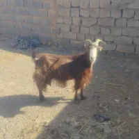 فرش بز