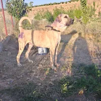 سگ عراقی نر