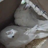 جفت عروس هلندی آلبینو