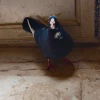ماده پلنگ