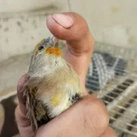 پرنده