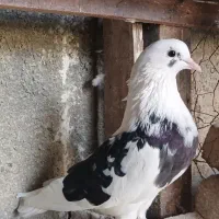 کبوتر غریب