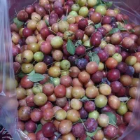 الوچه جنگلی