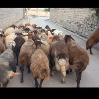 (میش شیره دارپستان کرده افشاری هیکلی۲۴عیار)بره قوچ