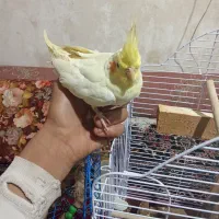 ۲عروس هلندی نازه