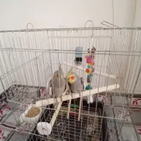 عروس هلندی نر و ماده