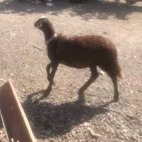 بره ماده افشاری جنس