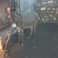 اولاغ ماده جوان