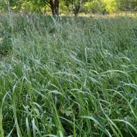 علف ویونجه باغی