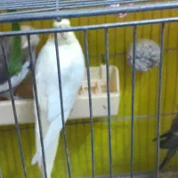 یک جفت عروس هلندی