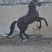 عرب مصری دوسر