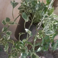 گل و گیاه آپارتمانی همه نوع