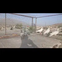 ۷تا المانی بینظیر