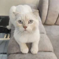 گربه اسکاتیش