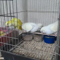پرنده