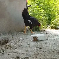 خروس گلین