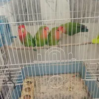 کوتوله ۶ تا نروماده زمانتی
