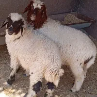 دوتا بره نره عربی اصیل