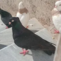 سیاه. سبزدوخط
