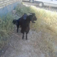 جوان|حیوانات مزرعه|میمند, |دیوار