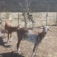 بز فروشی