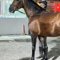 فروش یک راس اسب ترکمن شجره دار و فنوتیپ دار
