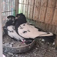 سینه ای پرسی ومعلقی