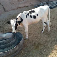 فروش‌ گوساله
