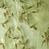 ماهی گوپی