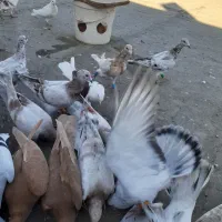 مغلف خطی