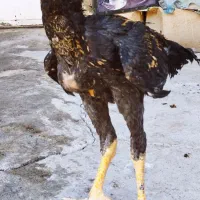 جوجه خروس لاری اصیل