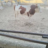 گوساله چاق